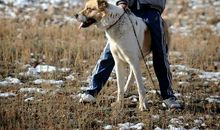 惊心动魄的狩猎