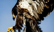 [超新星初中组]做一只会飞的鸟_800字