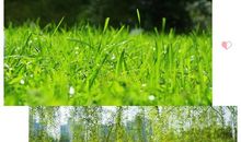 我心目中的春_200字