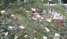 [超新星初中组]自由——少了蝶的花_600字