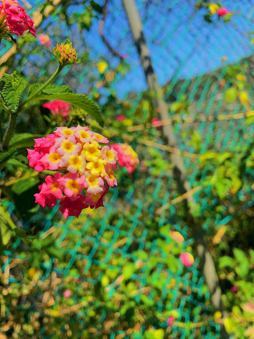 去年夏天_1200字