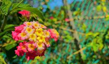 去年夏天_1200字