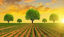 关于田园风光的作文：田园风光_500字