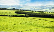 关于田园风光的作文：田园风光_650字