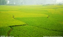 关于田园风光的作文：田园风光_800字