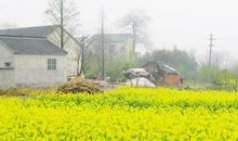 关于田园风光的作文：美丽的田园风光_550字