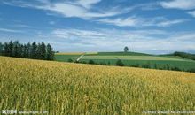 关于田园风光的作文：田园风光_1000字