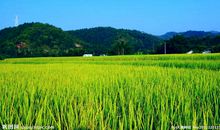 关于田园风光的作文：田园风光_450字