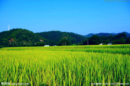 田园诗般的风景的构图：迷人的田园风景_450字