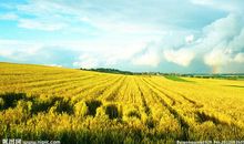 关于田园风光的作文：田园风光_750字