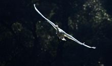 高飞的小鸟_100字