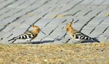 [7月渴望]我渴望自由_900字