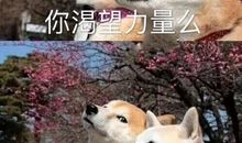 [7月渴望]我渴望不用考试_550字