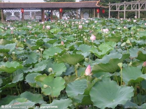 莲花池（博）_200字
