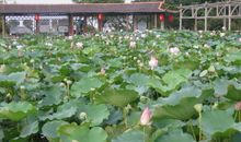 荷花池（来博）_200字