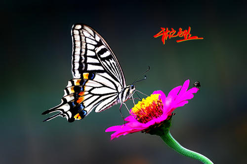 不要爱鲜花 - 毕业诗歌_200字