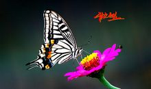 别恋花——毕业诗_200字