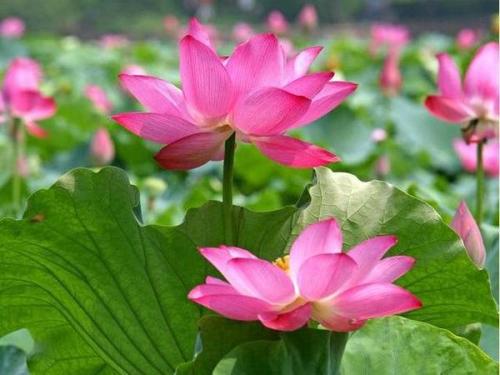 因为我，我希望世界美丽_550词