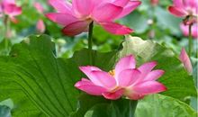 我要让世界因我而美丽_550字