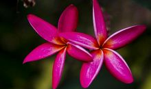 美丽的鸡蛋花_450字