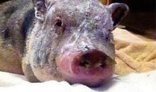 令人大跌眼镜的猪_800字