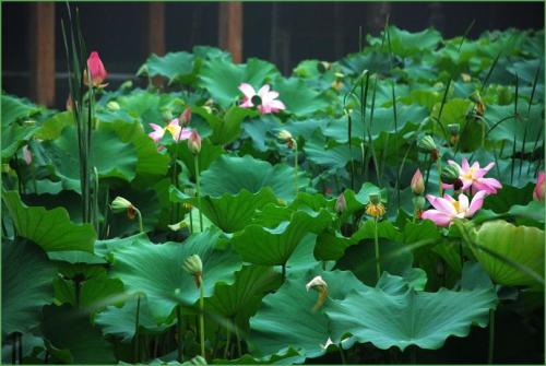 高援助：Holu Pond Tour _350字