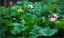 高一日记：荷花塘游玩_350字