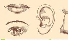 耳朵、鼻子和眼睛_450字