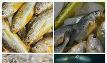 饮食类常识集锦——四大着名海产鱼