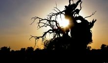 沧桑的寂寞_300字