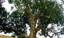 故乡的龙眼树_600字