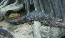 扬子鳄自述_650字