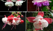 [感恩征文]灯笼花只为您绽放_1000字