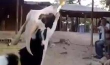 我·羊·竖笛_1500字