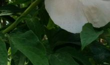 [感恩征文]凋零花的美丽_750字