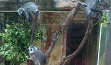 笑一笑，十年少——观《豚鼠特工队》有感_1200字