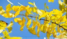 阳光下的银杏树_400字