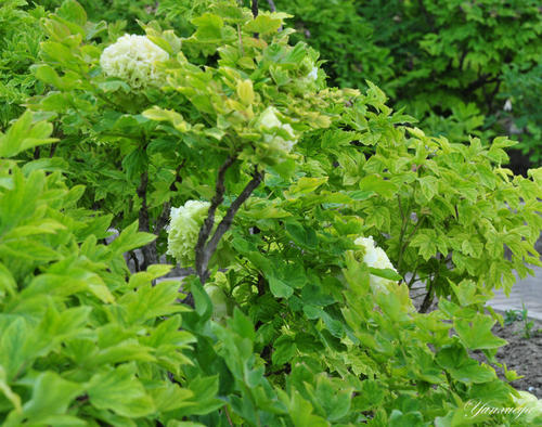 找到绿牡丹_1500字