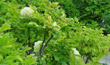 寻绿牡丹_1500字