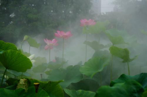 夏季彩票_250字