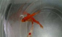 饲养小金鱼_650字