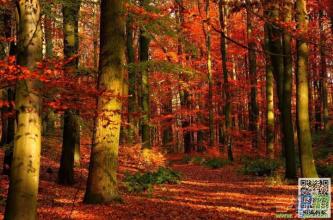 [感恩节文章]爱_800字