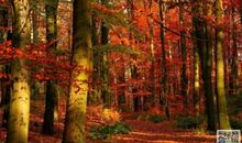 [感恩征文]似水滴的爱_800字