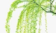 珍惜生命里的每一分钟_400字