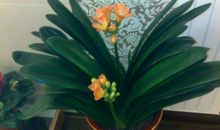 我爱君子兰_200字