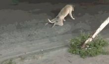 可爱的流浪狗_300字