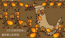 观察蚂蚁搬家_500字