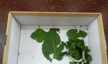 观察小蝌蚪_350字