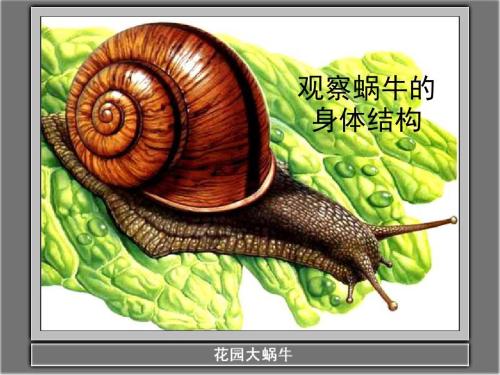 观察蜗牛_500字