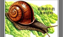 观察蜗牛_500字
